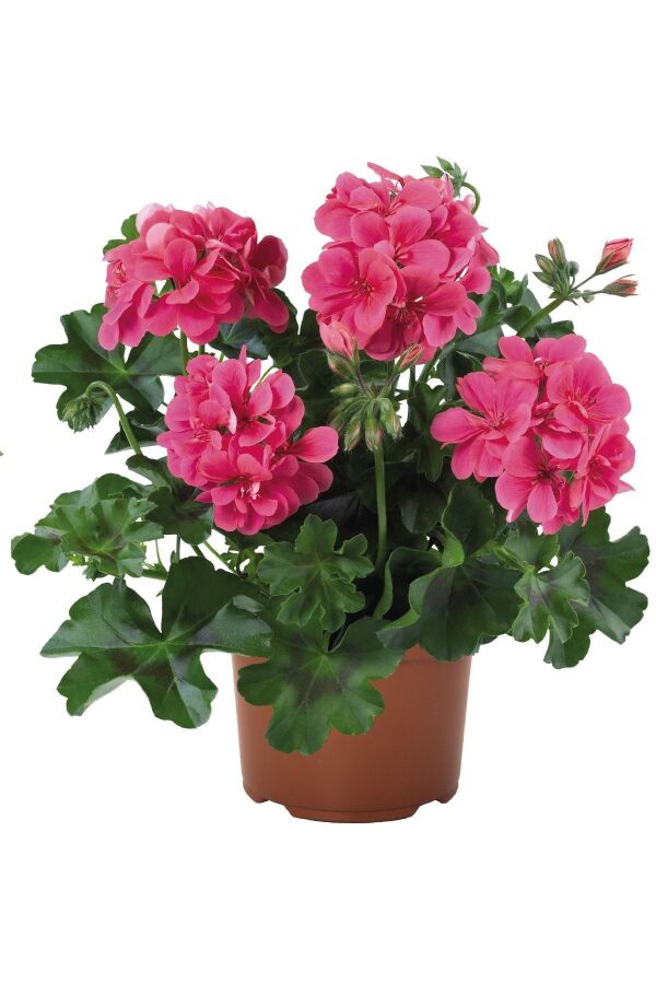 Sakız Sardunya Fidesi Katmerli ( Sarkan Sardunya Pelargonium Peltatum ) Rose 1 Adet - 