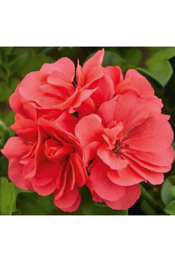 Sakız Sardunya Fidesi Katmerli ( Sarkan Sardunya Pelargonium Peltatum ) Salmon 1 Adet 460365, one size - 