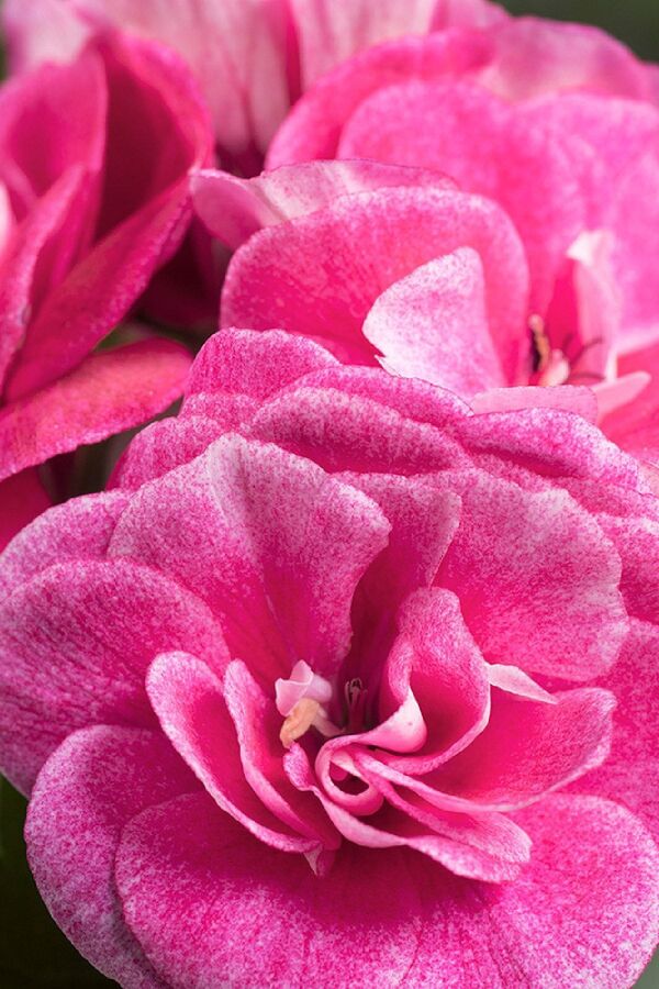 Sakız Sardunya Fidesi Stardust Rose  - 3