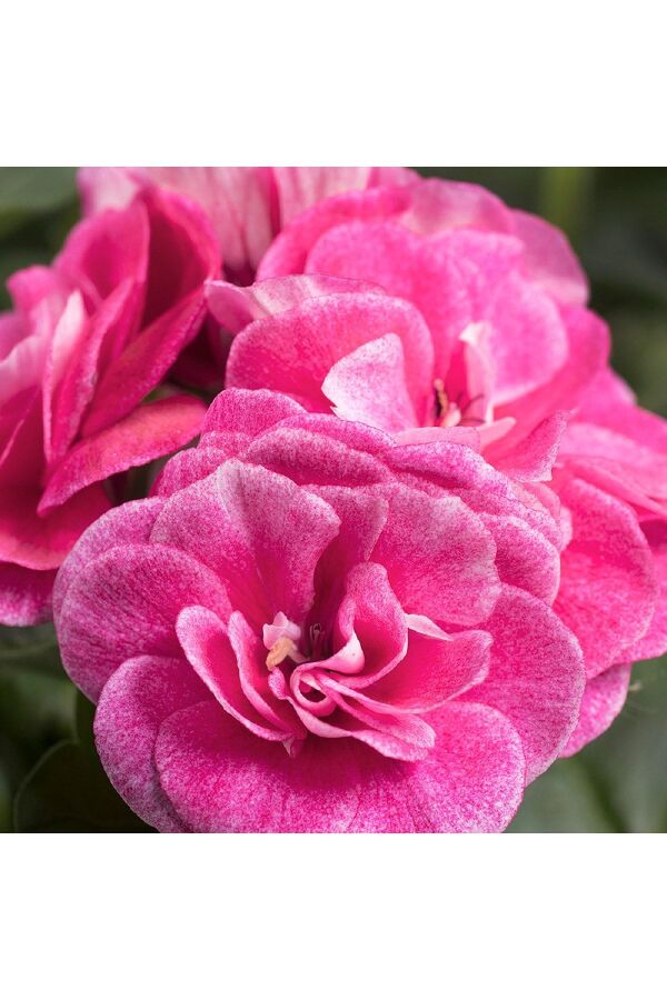 Sakız Sardunya Fidesi Stardust Rose  - 4