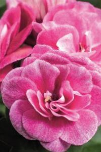 Sakız Sardunya Fidesi Stardust Rose  - 5