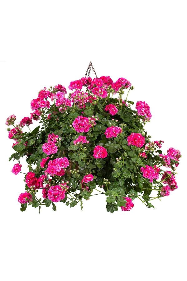 Sakız Sardunya Fidesi Katmerli ( Sarkan Sardunya Pelargonium Peltatum ) Stardust Rose 1 Adet - 
