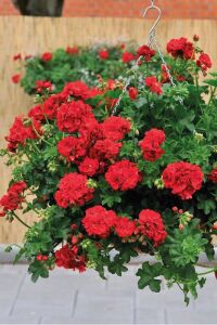 Sakız Sardunya Fidesi True Red  - 1