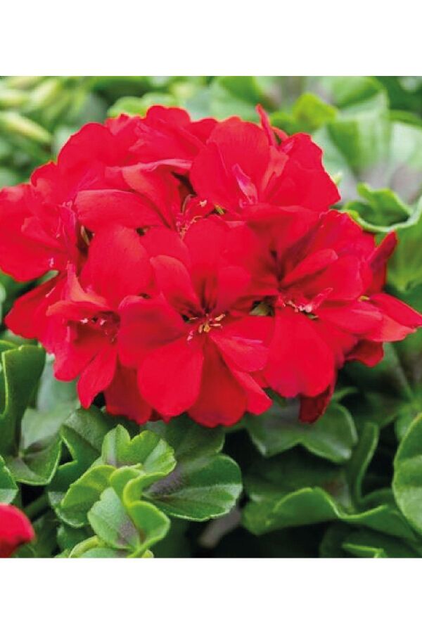 Sakız Sardunya Fidesi True Red  - 3