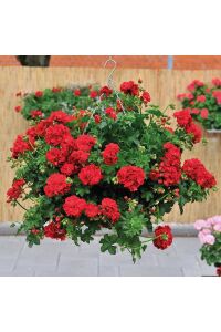 Sakız Sardunya Fidesi True Red  - 4