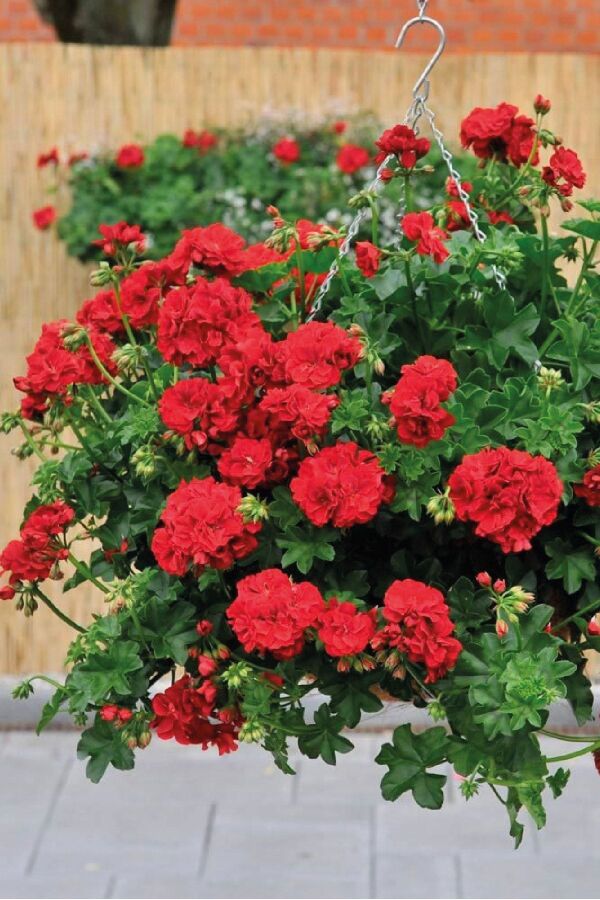 Sakız Sardunya Fidesi Katmerli ( Sarkan Sardunya Pelargonium Peltatum ) True Red 1 Adet - Gardina