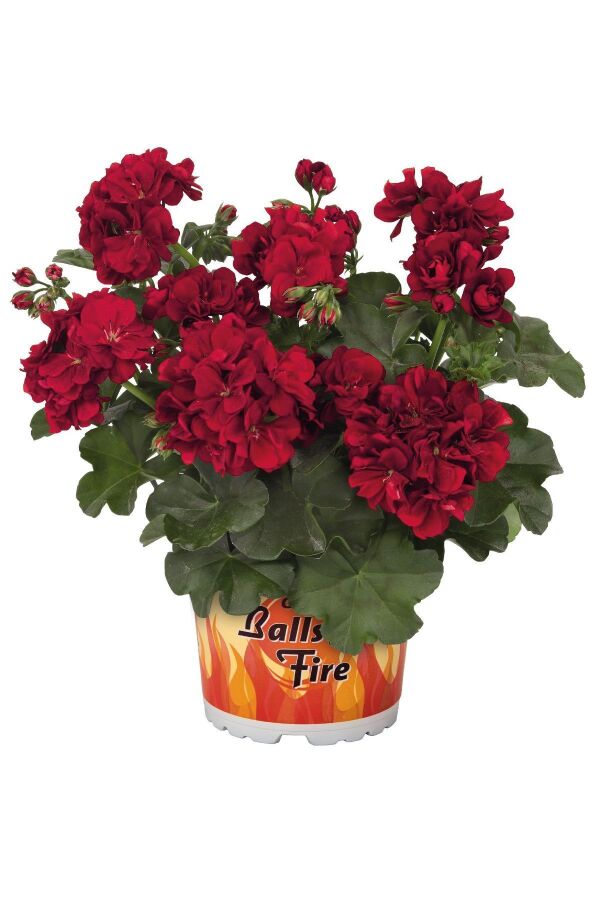 Sakız Sardunya Fidesi Katmerli ( Sarkan Sardunya Pelargonium Peltatum ) Velvet 1 Adet 460375, one size - 