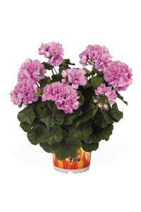 Sakız Sardunya Fidesi Katmerli ( Sarkan Sardunya Pelargonium Peltatum ) Violet 1 Adet - 1