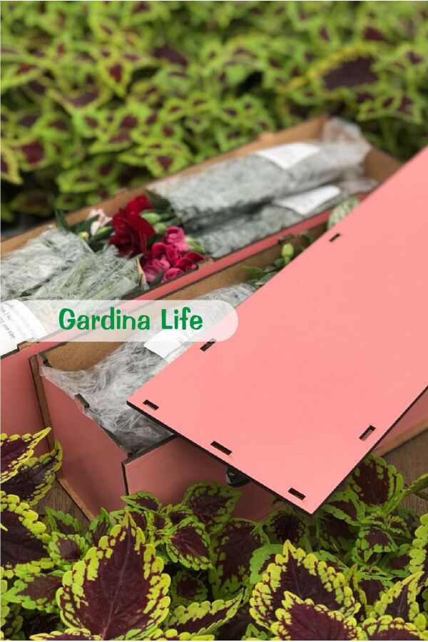 Sakız Sardunya Fidesi Katmerli ( Sarkan Sardunya Pelargonium Peltatum ) Violet 1 Adet - 4