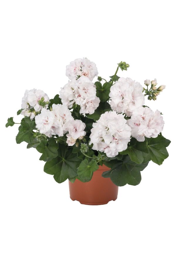 Sakız Sardunya Fidesi ( Sarkan Sardunya Pelargonium Peltatum ) White 1 Adet 460385, one size - 