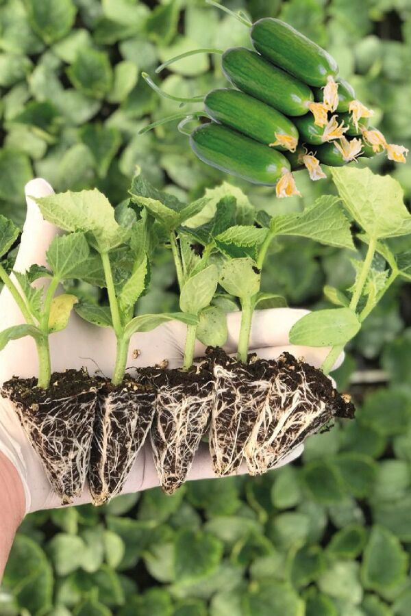 Salatalık Fidesi 5 Adet - Gardina