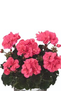 Sardunya Çiçeği Fidesi Bodur ( Pelargonium Zonale Dark ) Coral 1 Adet - 3