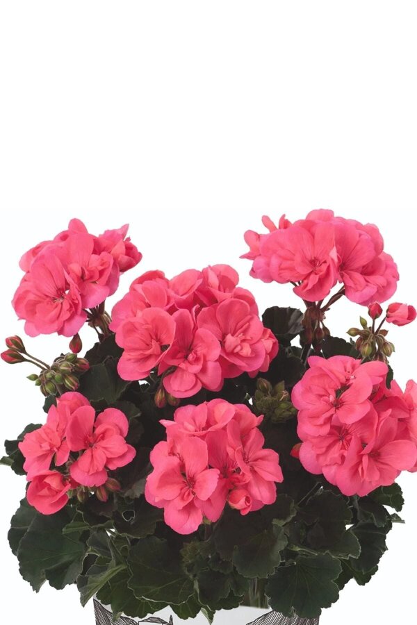 Sardunya Çiçeği Fidesi Bodur ( Pelargonium Zonale Dark ) Coral 1 Adet - 3