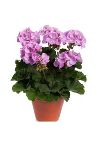 Sardunya Çiçeği Fidesi Bodur ( Pelargonium Zonale Dark ) Lavender 1 Adet - 1