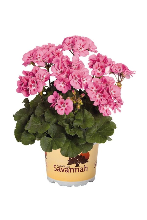 Sardunya Çiçeği Fidesi Bodur ( Pelargonium Zonale Dark ) Lavender Splash 1 Adet 10 Cm Saksıda 461626, one size - 