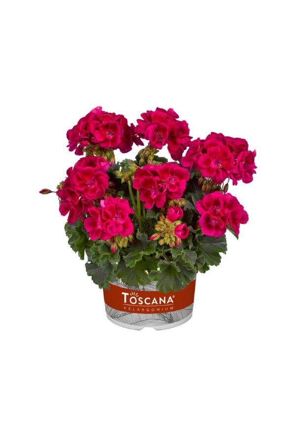 Sardunya Çiçeği Fidesi Bodur ( Pelargonium Zonale Dark ) Mia Purple Eye 1 Adet