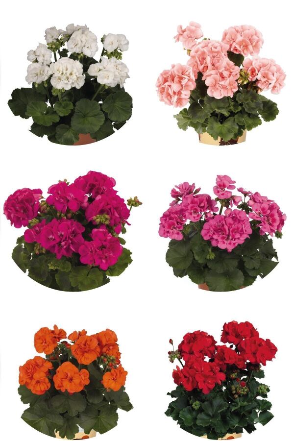 Sardunya Çiçeği Fidesi Karışık Renk 4 Adet SARMIX, one size - 