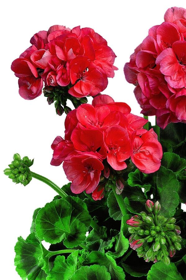 Sardunya Çiçeği Fidesi Katmerli ( P. Zonale Classic Boylu Tür) Noblesse 1 Adet - 