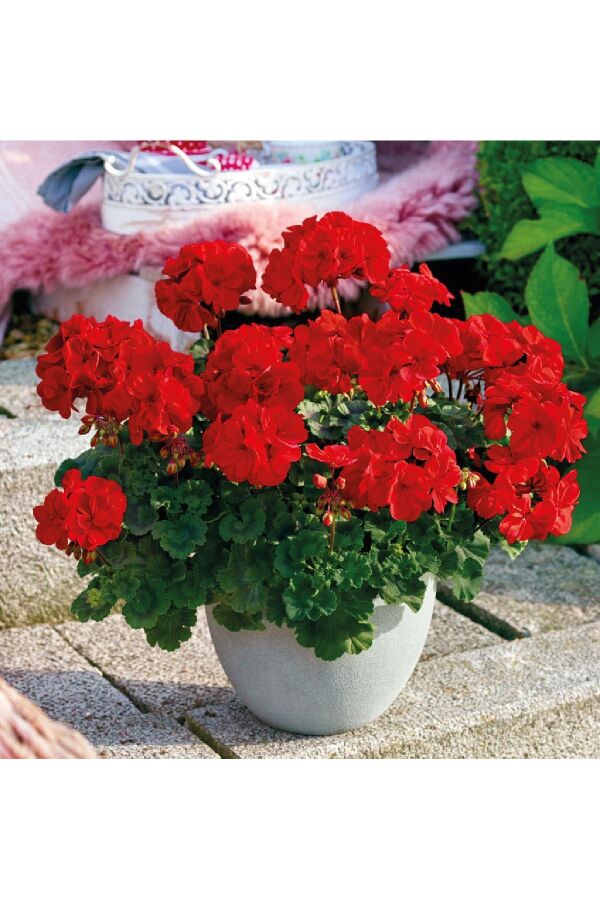 Sardunya Fidesi Bright Red 