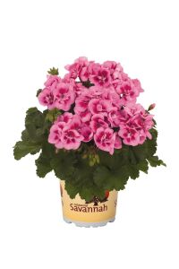 Sardunya Fidesi Rose Splash - 1