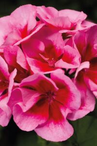 Sardunya Fidesi Rose Splash - 2