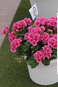 Sardunya Fidesi Rose Splash - 3