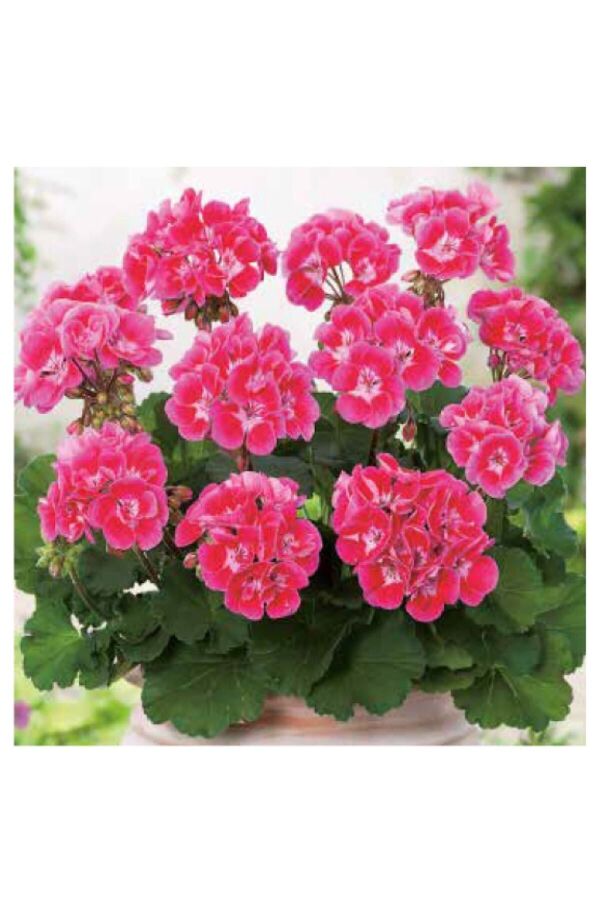 Sardunya Fidesi Bodur Cins ( Pelargonium Zonale Dark ) Raspberry 1 Adet - 