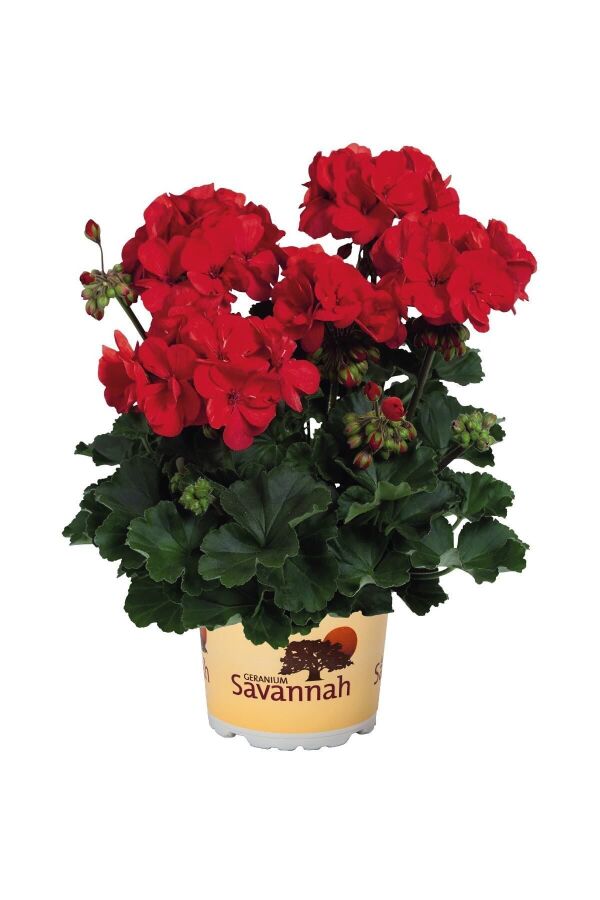 Sardunya Fidesi Bodur ( Pelargonium Zonale Dark ) Bright Red 1 Adet 461600, one size - 