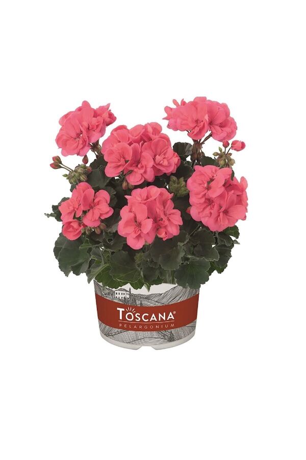 Sardunya Fidesi Bodur ( Pelargonium Zonale Dark ) Coral 1 Adet 461615, one size - 