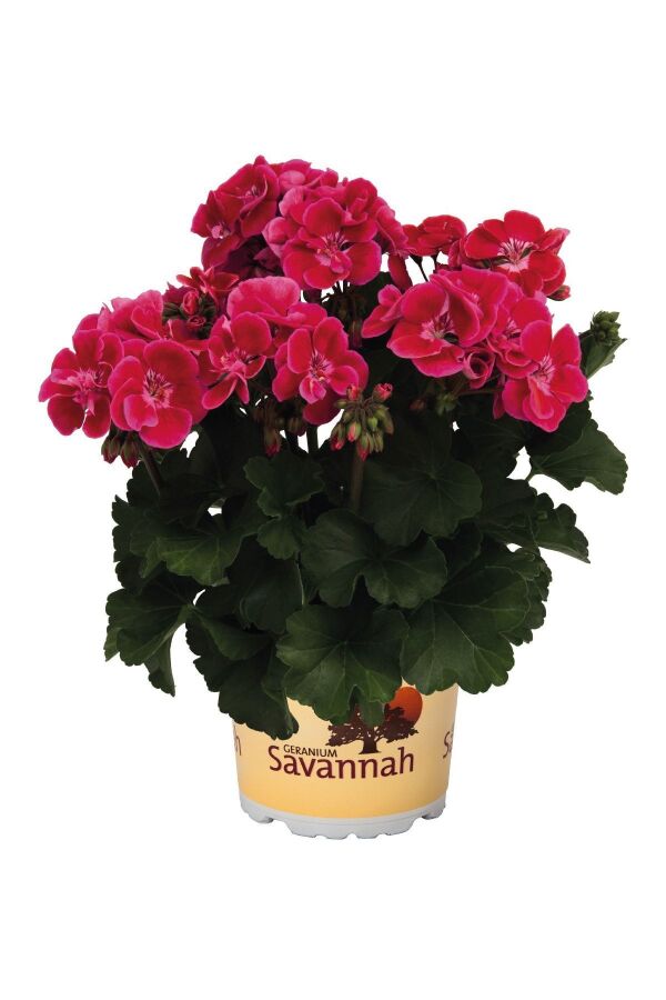 Sardunya Fidesi Bodur ( Pelargonium Zonale Dark ) Cranberry 1 Adet - 