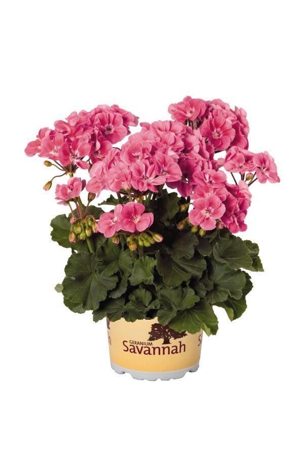 Sardunya Fidesi Bodur ( Pelargonium Zonale Dark ) Dark Pink 1 Adet - 