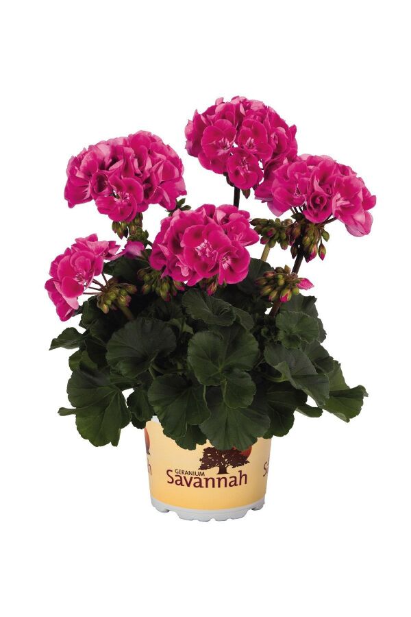 Sardunya Fidesi Bodur ( Pelargonium Zonale Dark ) Hot Rose 1 Adet - 