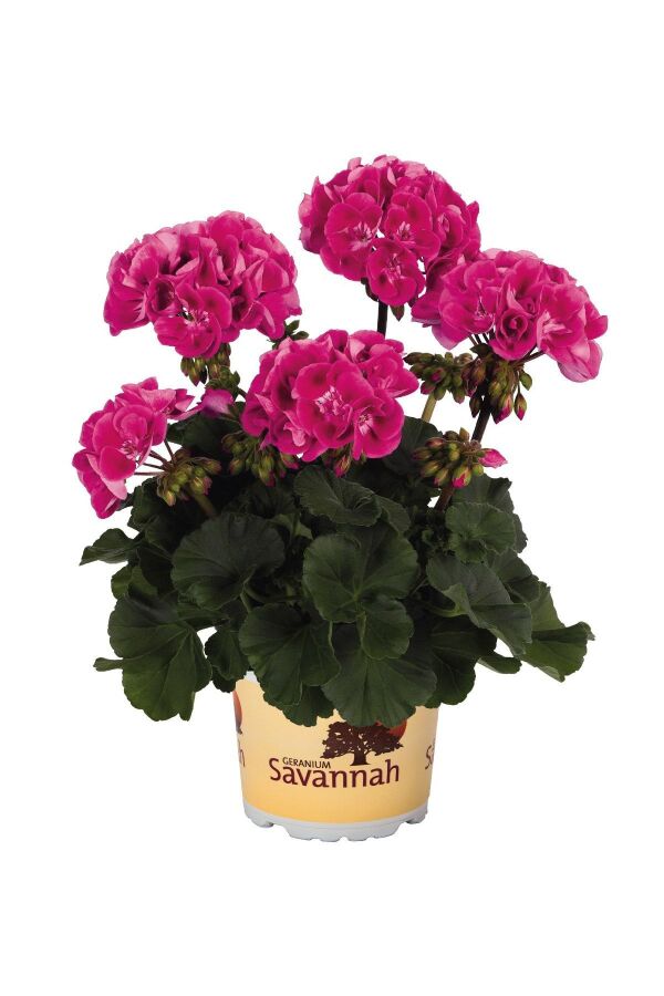 Sardunya Fidesi Hot Rose 
