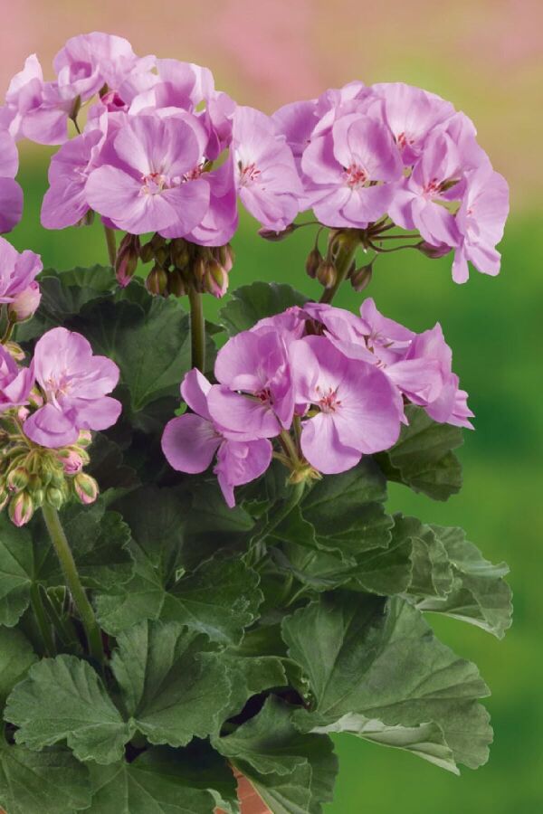 Sardunya Fidesi Bodur ( Pelargonium Zonale Dark ) Lavender 1 Adet 461624, one size - 