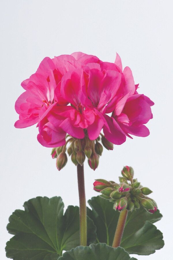Sardunya Fidesi Bodur ( Pelargonium Zonale Dark ) Lilac 1 Adet - 