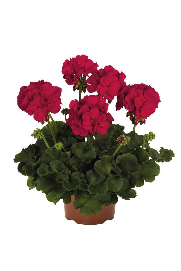 Sardunya Fidesi Bodur ( Pelargonium Zonale Dark ) Neon Purple 1 Adet 461633, one size - 