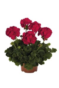 Sardunya Fidesi Bodur ( Pelargonium Zonale Dark ) Neon Purple 1 Adet - 1