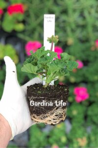 Sardunya Fidesi Bodur ( Pelargonium Zonale Dark ) Neon Purple 1 Adet - 2