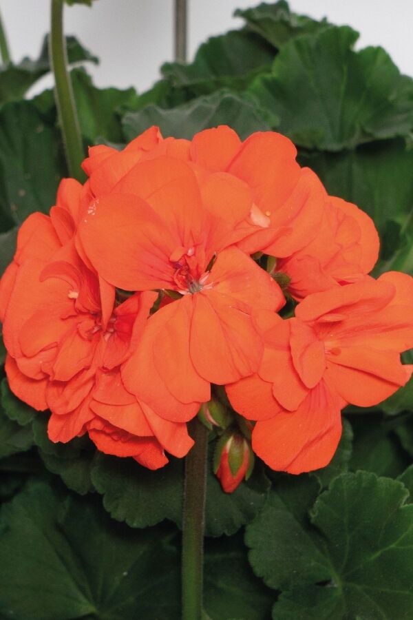 Sardunya Fidesi Bodur ( Pelargonium Zonale Dark ) Orange 1 Adet 461635, one size - 