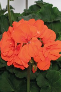 Sardunya Fidesi Orange  - 1