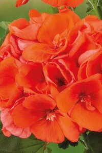 Sardunya Fidesi Orange  - 4