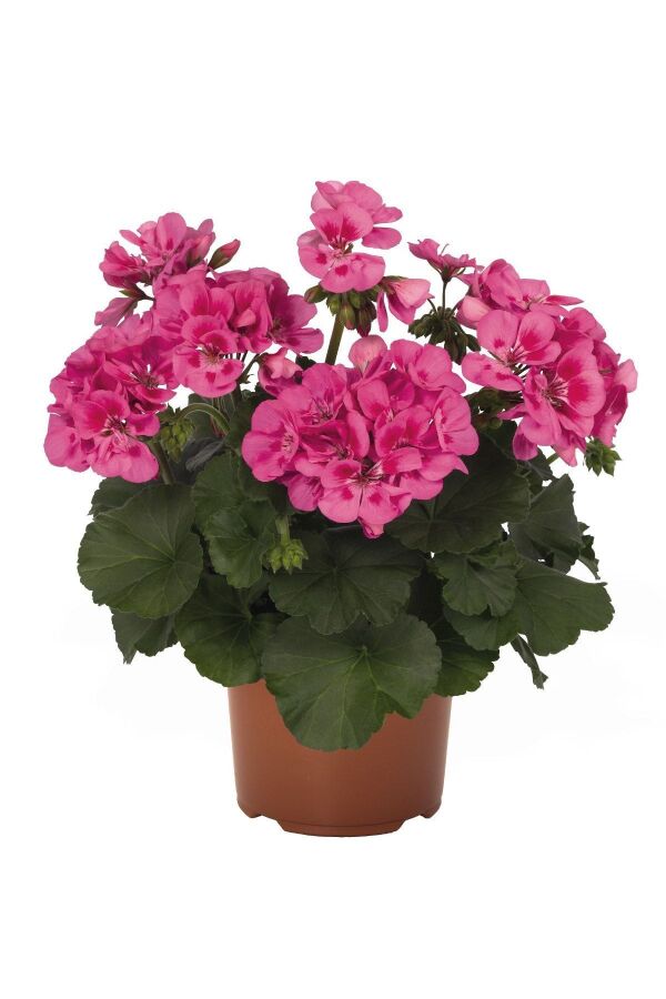 Sardunya Fidesi Bodur ( Pelargonium Zonale Dark ) Pink With Eye 1 Adet - 