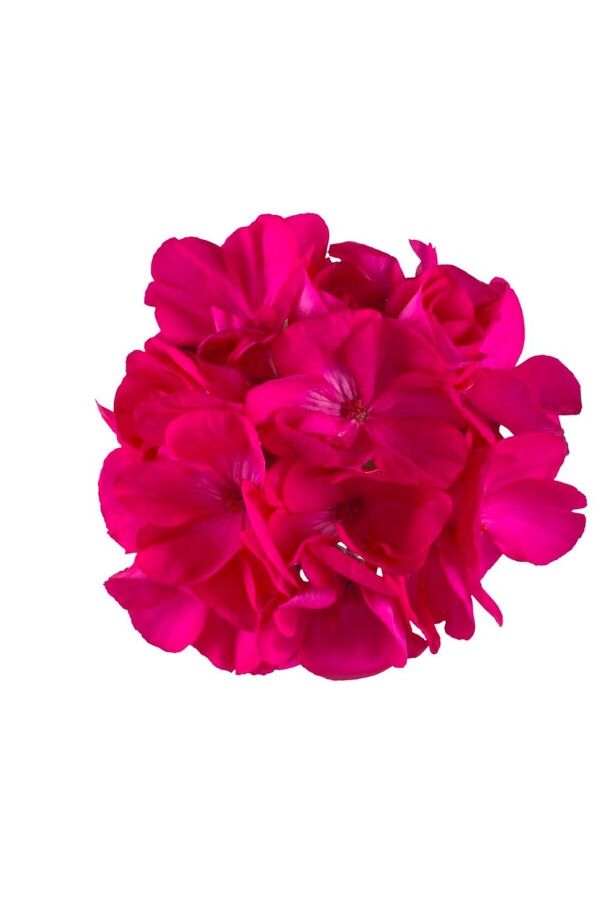 Sardunya Fidesi Bodur ( Pelargonium Zonale Dark ) Purple 1 Adet - 