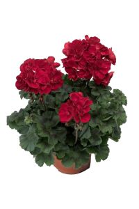Sardunya Fidesi Bodur ( Pelargonium Zonale Dark ) Red 1 Adet - 1