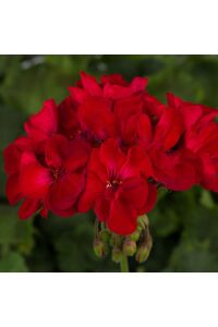 Sardunya Fidesi Bodur ( Pelargonium Zonale Dark ) Red 1 Adet - 3