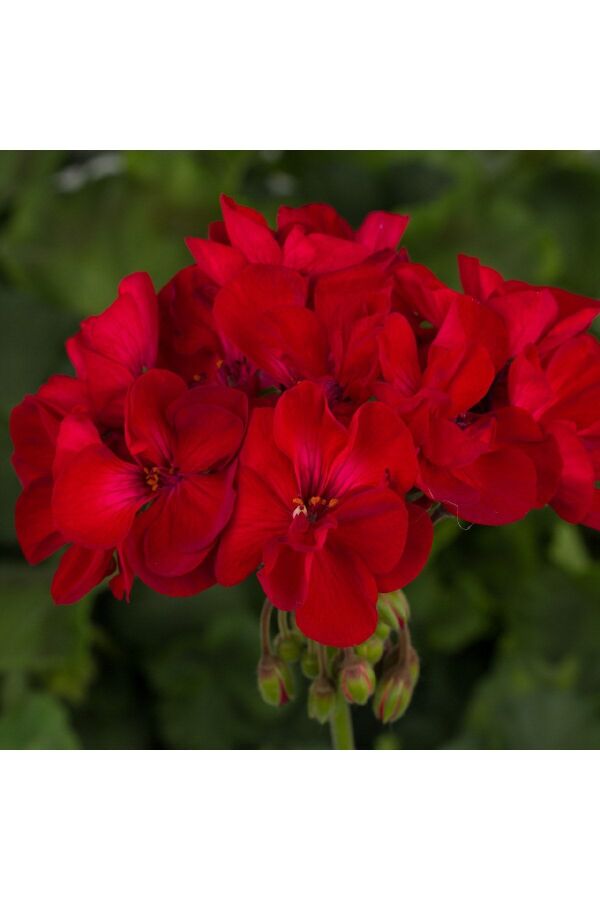 Sardunya Fidesi Bodur ( Pelargonium Zonale Dark ) Red 1 Adet - 3