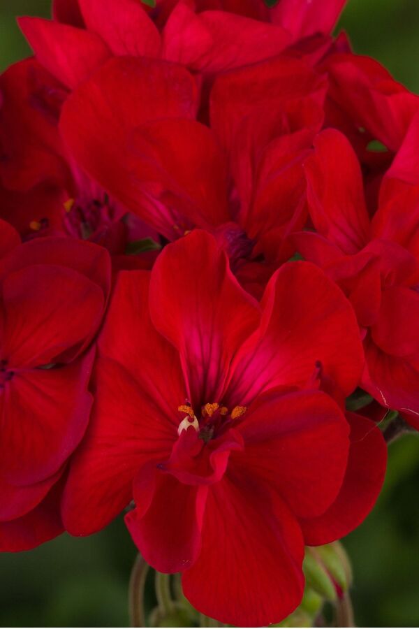 Sardunya Fidesi Bodur ( Pelargonium Zonale Dark ) Red 1 Adet - 4