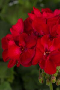 Sardunya Fidesi Bodur ( Pelargonium Zonale Dark ) Red 1 Adet - 5