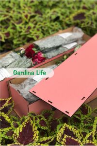 Sardunya Fidesi Bodur ( Pelargonium Zonale Dark ) Red 1 Adet - 6