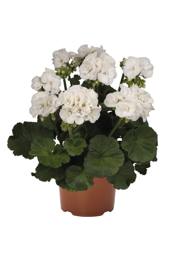 Sardunya Fidesi Bodur ( Pelargonium Zonale Dark ) White 1 Adet 461675, one size - 